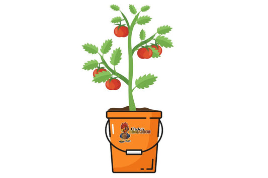 Tomato Tango with Clucky's Organic Fertilizer: A Recipe for Juicy Success!